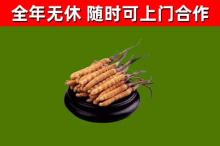 黄陵县回收冬虫夏草